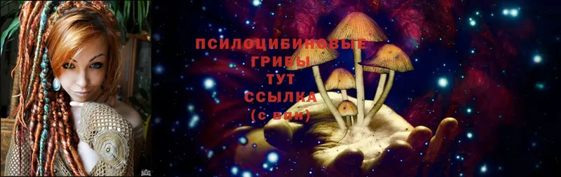 Псилоцибиновые грибы Cubensis  kraken как войти  Бирюсинск  как найти закладки 